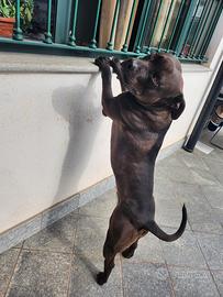 American Pitbull terrier per accoppiamento