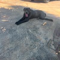 Cane corso X monte