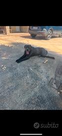 Cane corso X monte