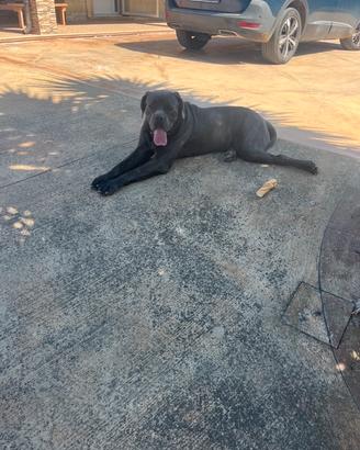 Cane corso X monte