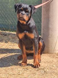 Cucciolona rottweiler