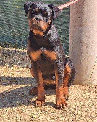 Cucciolona rottweiler