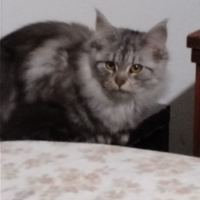 Cucciola Maine coon silver