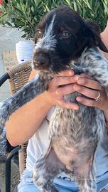 Cuccioli di Drahthaar