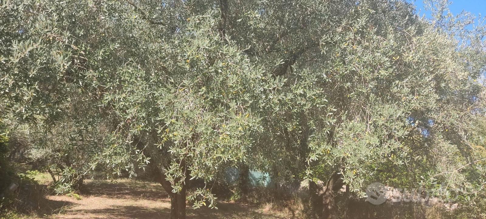 Terreno agricolo con uliveto - Vista 2