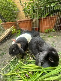 Cuccioli di coniglio