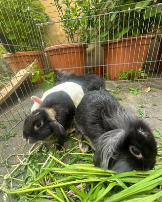 Cuccioli di coniglio