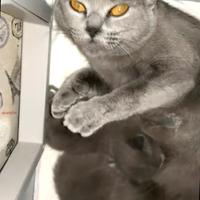 Cuccioli di CERTOSINO