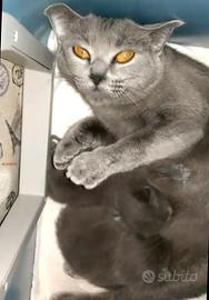 Cuccioli di CERTOSINO