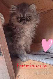 Cucciola persiana ipertipica femminuccia