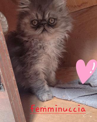 Cucciola persiana ipertipica femminuccia