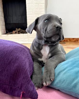 CANE CORSO ULTIMA CUCCIOLA DISPONIBILE