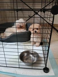 Maltipoo miny Toy genitori visibili