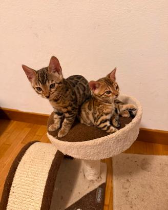 CUCCIOLI BENGALA