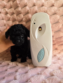 Barboncino toy total black