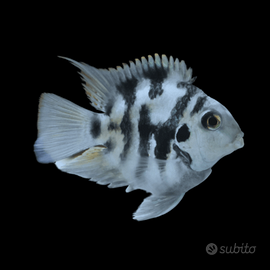 Ciclidi Blu Polar Parrot