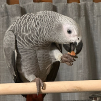 Pappagallo parlante cenerino allevato a mano