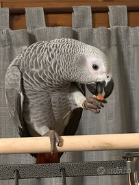 Pappagallo parlante cenerino allevato a mano