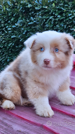 Australian shepherd cucciola red merle