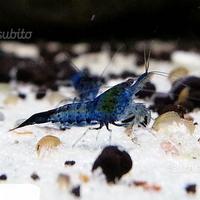 10 Neocaridine Blu carbon rili con spedizione