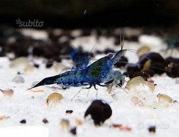 10 Neocaridine Blu carbon rili con spedizione