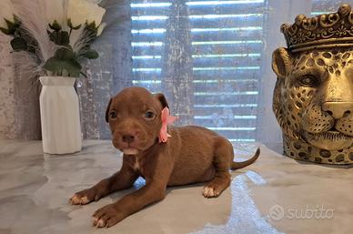 Cuccioli Pitbull