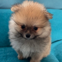 Cuccioli pomerania mini toy fulvo crema