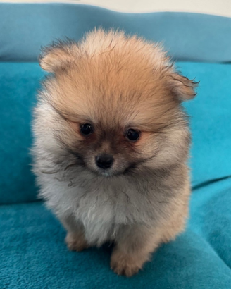 Cuccioli pomerania mini toy fulvo crema