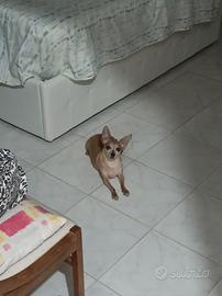 Pincerina/chihuahua max 5 chili