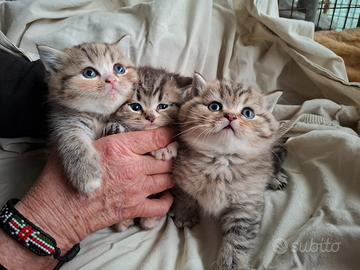 British shorthair