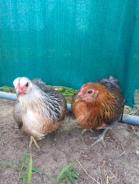 Araucana solo femmine