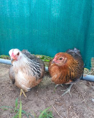 Araucana solo femmine