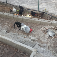 Coppie Livornesi collo argento e incroci da cova