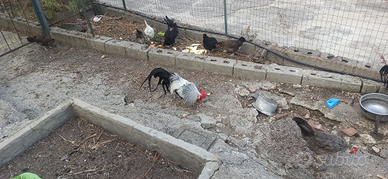 Coppie Livornesi collo argento e incroci da cova