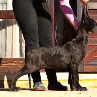 Alano cucciola Femmina Nera