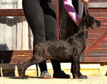 Alano cucciola Femmina Nera