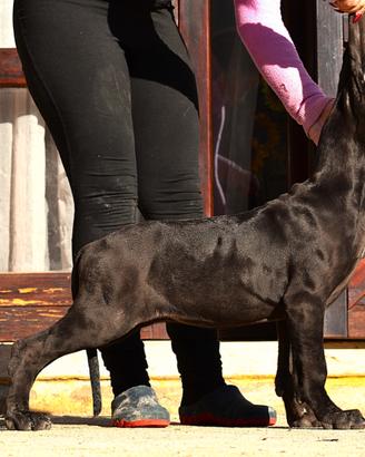 Alano cucciola Femmina Nera