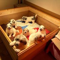 Cuccioli pastore dei Pirenei con pedigree