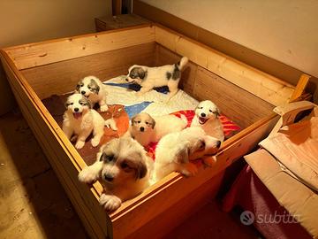 Cuccioli pastore dei Pirenei con pedigree