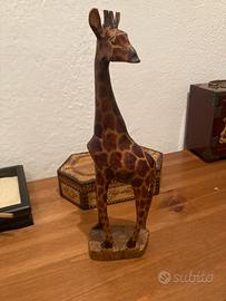 Giraffa africana