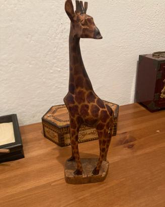 Giraffa africana