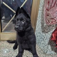 Cuccioli di Pastore Tedesco nero
