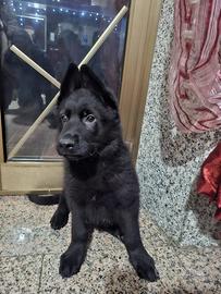 Cuccioli di Pastore Tedesco nero