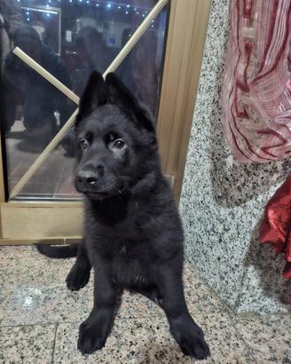 Cuccioli di Pastore Tedesco nero