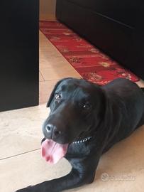 Labrador dolcissima