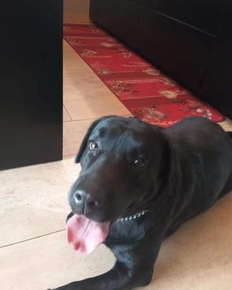 Labrador dolcissima