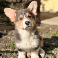 Cucciolo Welsh Corgi Pembroke