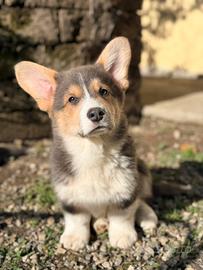 Cucciolo Welsh Corgi Pembroke