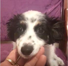 Cavamalt maltese cavalier King spaniel