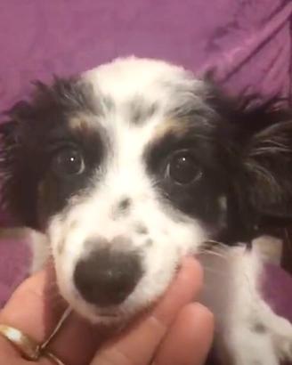 Cavamalt maltese cavalier King spaniel